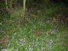 Bluebelsl in old Murragh Cemetery 2_thumb.jpg 2.7K